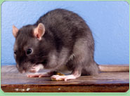 rat control Tipton