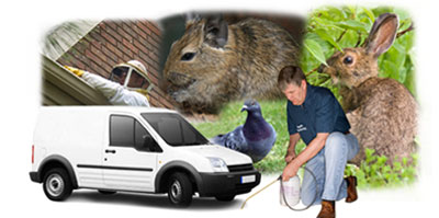 Tipton local van